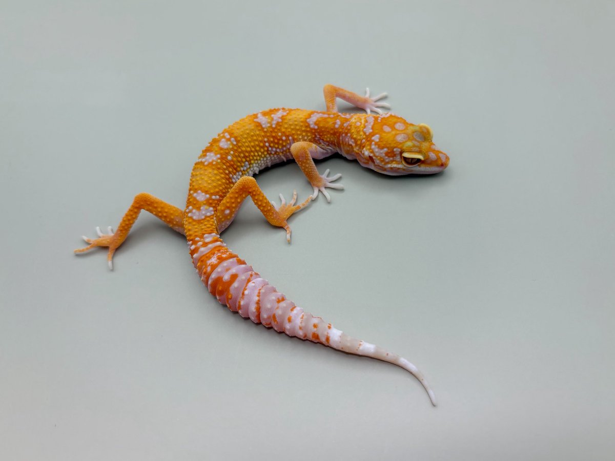 Blizzard Gecko🦎3/8BO tweet media