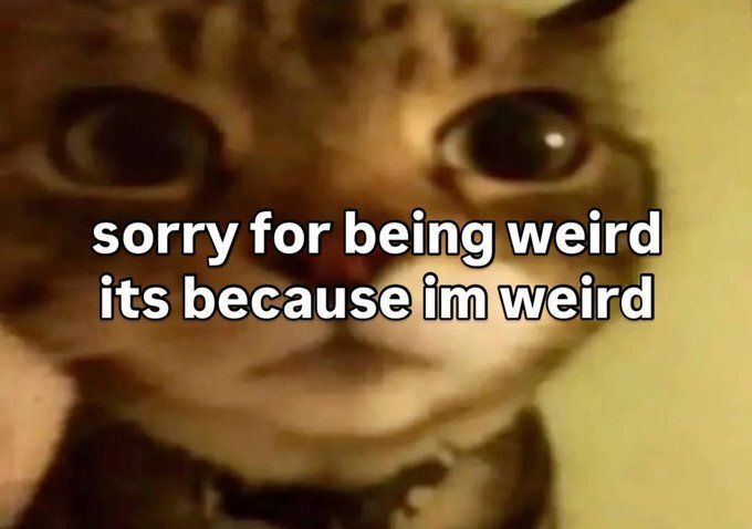 CatTikToks's tweet image. 