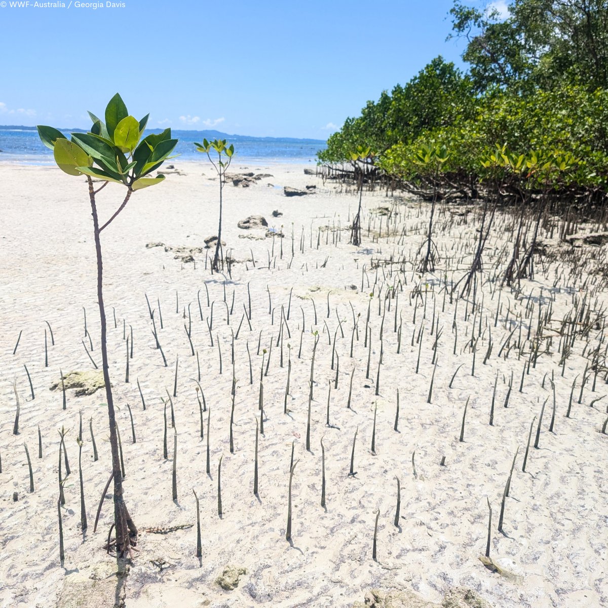 WWF_Australia's tweet photo. Climate, nature & communities are deeply connected.
Working with Indigenous & local partners, we’re supporting solutions that restore ecosystems, sustain culture and strengthen livelihoods.
Visit our new hub to see why this matters:
https://t.co/VYmrMYVXNe
#naturebased #climate https://t.co/WTgAf0AZ03