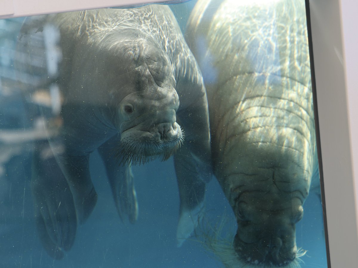 はじめましてのいちこちゃん✨
大分から着いたばかりとは思えない落ち着きっぷり。
お話を伺うとやはりつららちゃんがいることが大きいみたい。
仲間がいることの安心感。優しいつららちゃん、ありがとう🥹

2026.1.21📷
#セイウチ
#いちこ
#つらら
#鳥羽水族館