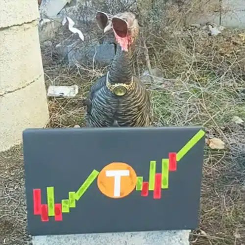 Meet Ashley, The Turkey of Wall Street. Ashley is going insanely viral on TikTok right now with over 50m views in the past 30 days. 

Ashley is super meme-able and a jack of all trades, even a crypto and stocks trader. 
  
This is a perfect sender for this meta. 

$Ashley