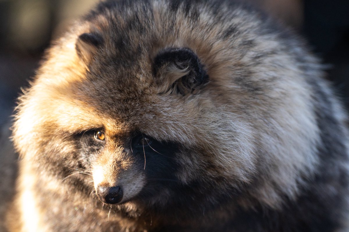 もっち狸 (@tanunomofu3) / Posts / X