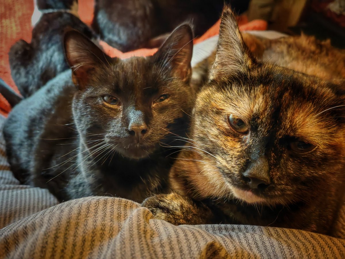 TribeOfMa's tweet image. Good Morning, #cats and significant others 🤞 🌄 🐾 🍗 ☕ 🌄 Have a good day ❤️ 🐾 #straycats #TNR #AdoptDontShop ✨ tribeofma.carrd.co ✨