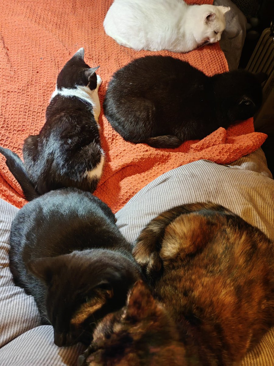 TribeOfMa's tweet image. Good Morning, #cats and significant others 🤞 🌄 🐾 🍗 ☕ 🌄 Have a good day ❤️ 🐾 #straycats #TNR #AdoptDontShop ✨ tribeofma.carrd.co ✨