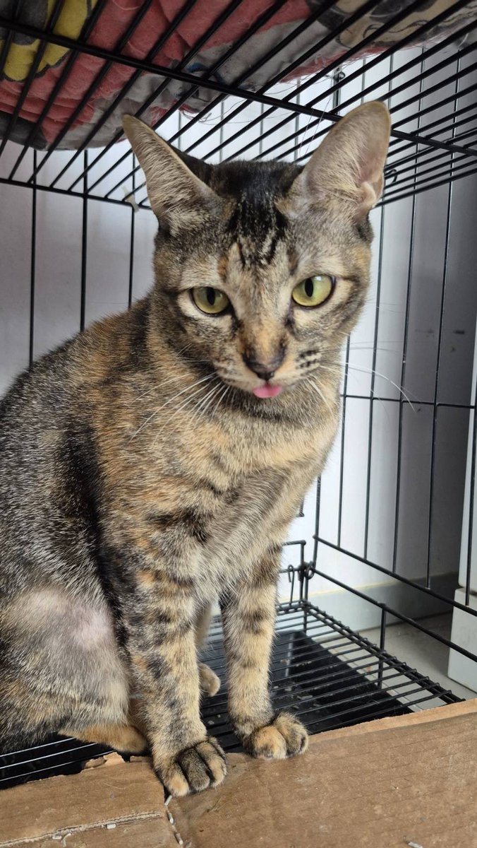 ต้นแบบแมวพุงโมจิและแมวลืมเก็บลิ้นคือเจจูเองค้าบบ 😝 #เจจู_Johnjud