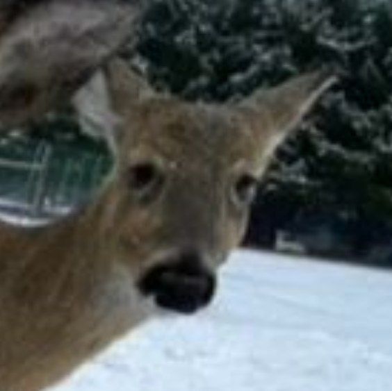 CrazySnuft tweet media