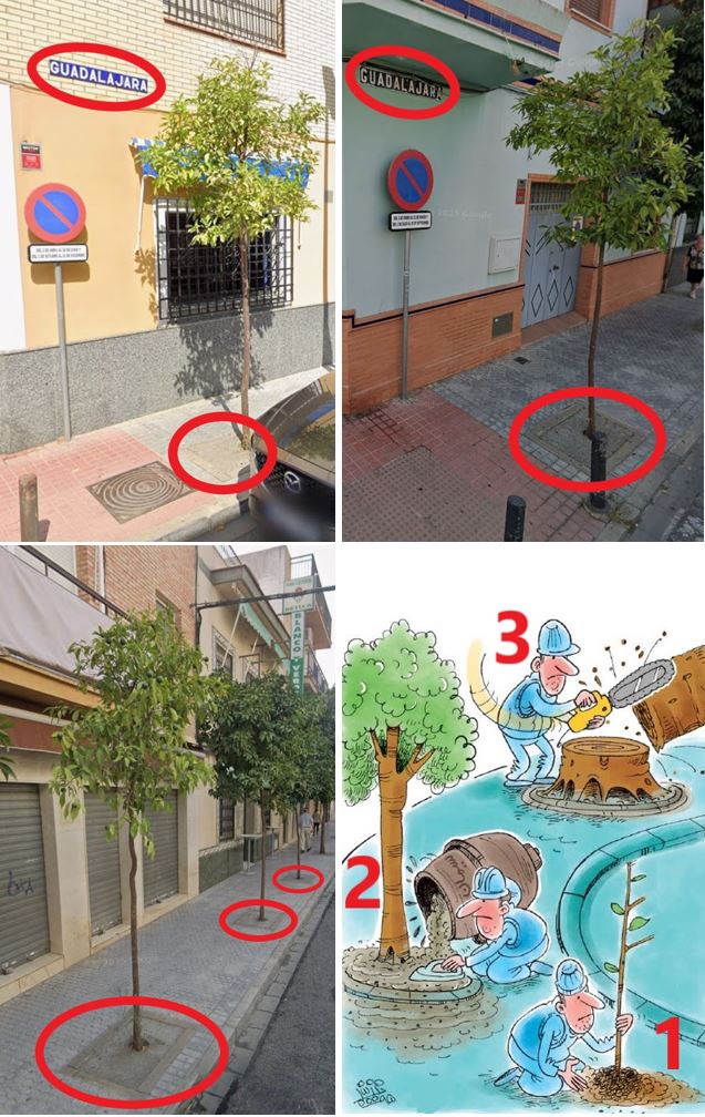 Las aberraciones del <a href="/Ayto_Sevilla/">Ayuntamiento de Sevilla</a> y #LaIglesia.
#GerenciaDeUrbanismo y #ParquesYJardines autorizan la tala de 6 #Árboles por voluntad de la #ParroquiaSagradoCorazón de #Bellavista.
Es más, en C/ #Guadalajara hay 265 #Alcorques, todos tapados, con #Árboles raquíticos o sin ellos.