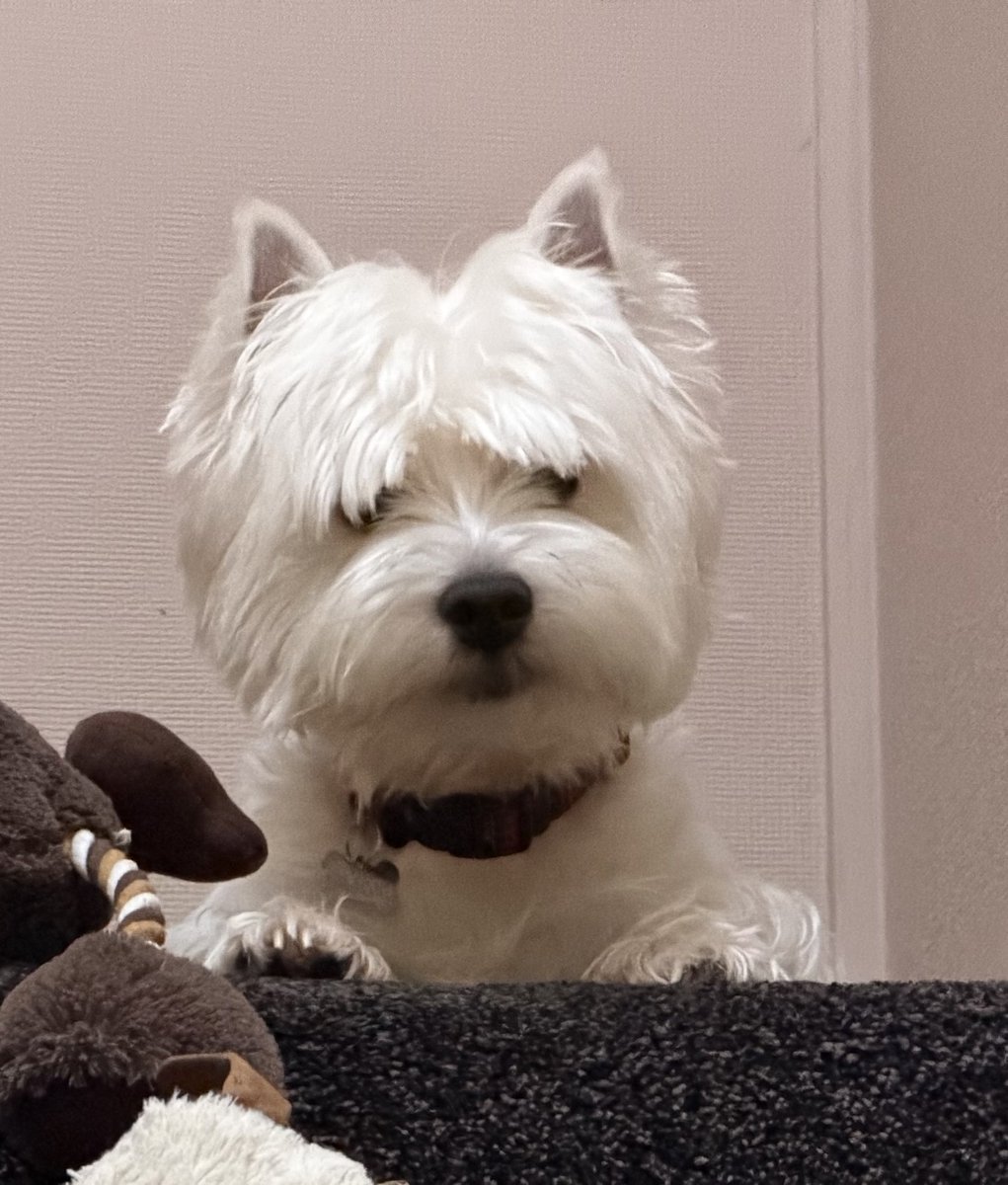 Angus tweet media