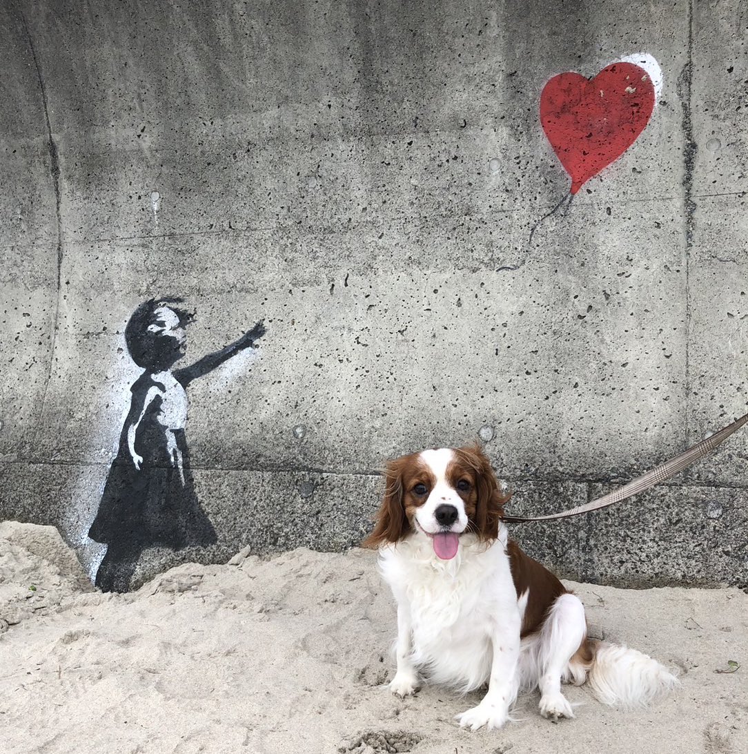 はなちゃん🐶頭のとこ🤍なんやで