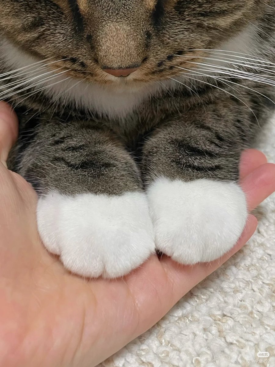 fluffy paws