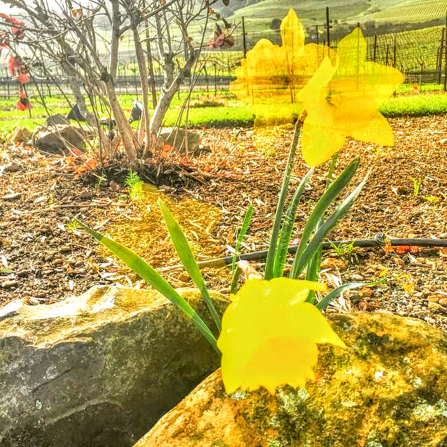 DelRayCross's tweet image. ANACHRONIZM MMMMCMXLVI - A Piece of the Moron
a poem by Del Ray Cross
posted to the Anachronizms blog on 1/13/2026

anachronizms.blogspot.com/2026/01/mmmmcm…

youtu.be/qfScmEJIrr0?si…