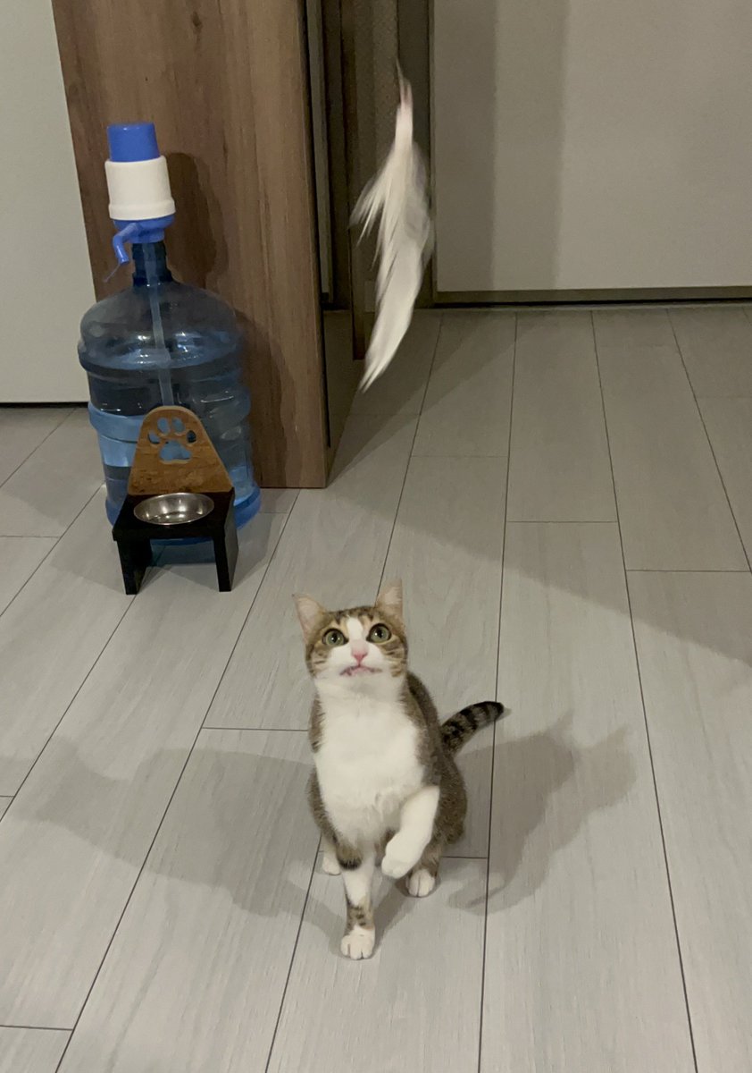 Pingu ve Bebo tweet media