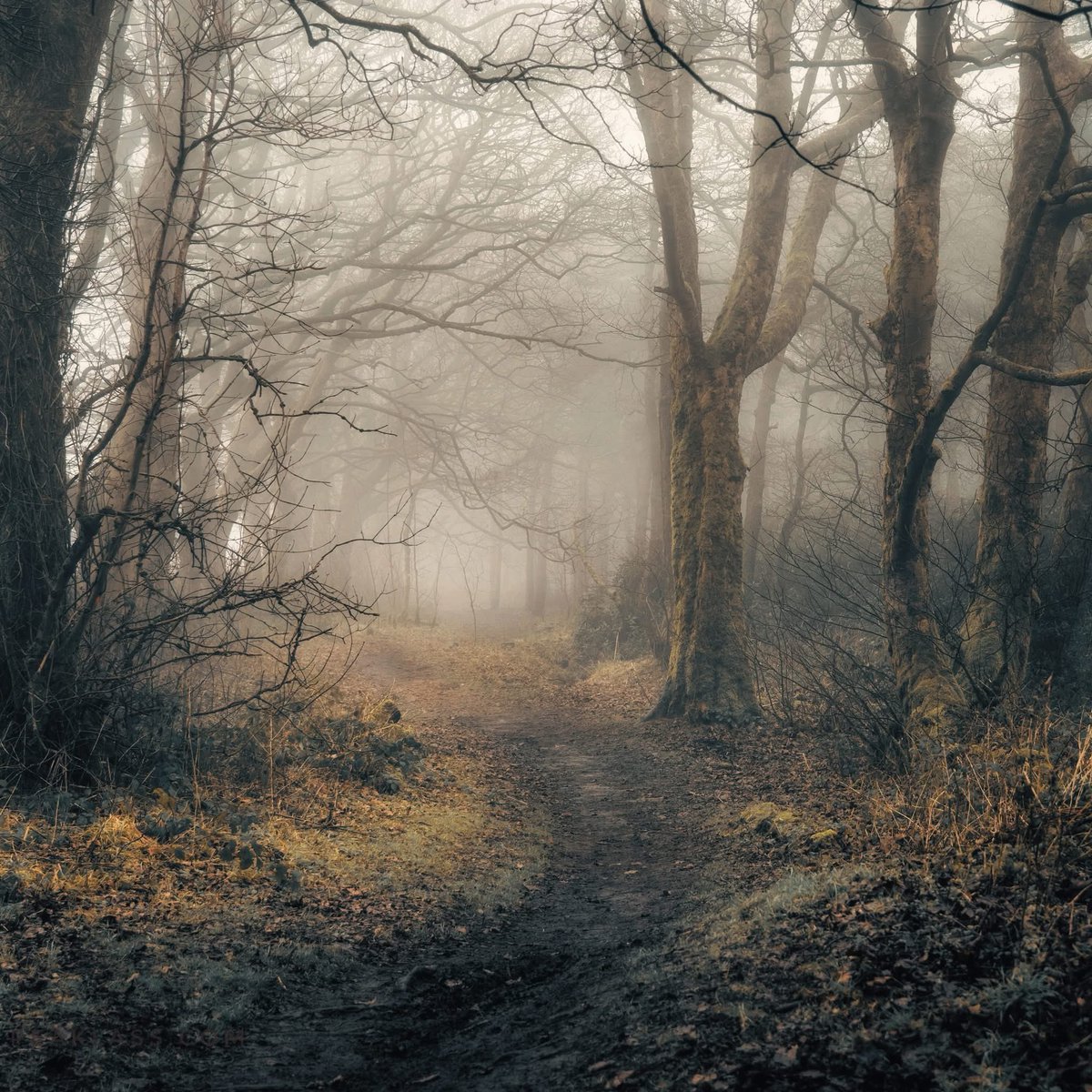 'In every walk with Nature one receives far more than he seeks.' - John Muir

As we enter the sixty-fifth week of January, it's easy to stay hunkered down inside, to think that there's only grey and dark beyond the window. But if you adjust your field of view, there's still so