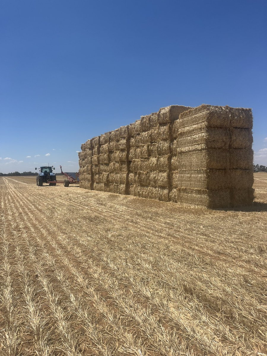 Bruce Macague tweet media