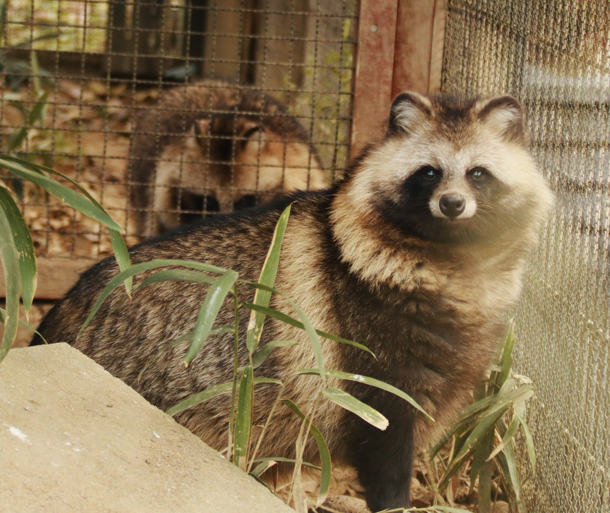 たぬきドッグ (@tanuk11nu) / Posts / X