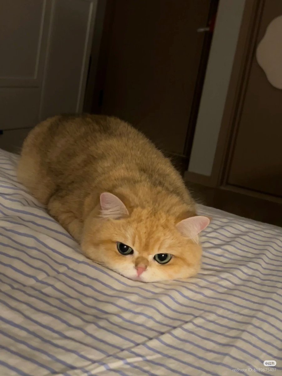 No Context Cats (@nocontextscats) on Twitter photo 