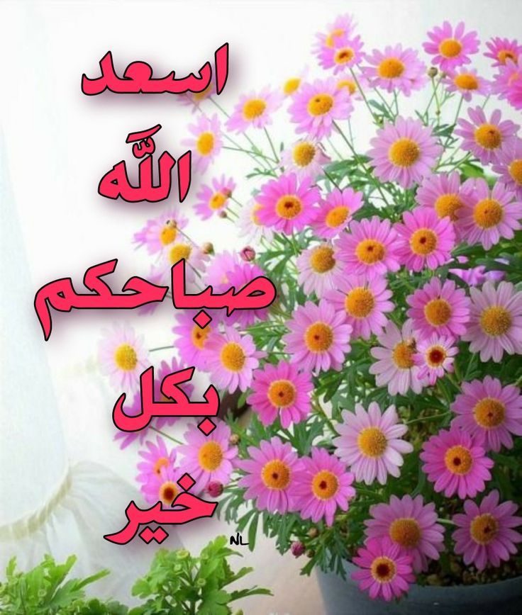 أسعد الله صباحكم بكل الخيرات وزيادة 🤗🌹💌💐💚❤️🤲🏻

#صباح_الخير

#صباح_السعاده

#صباح_الخير_والسعاده

#اللهم_صل_وسلم_على_نبينا_محمد