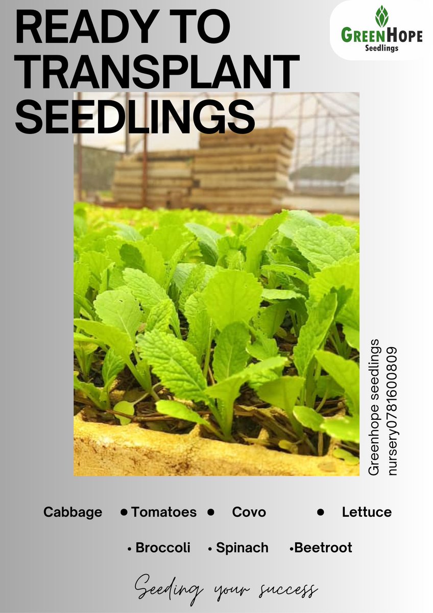 Greenhope Seedlings Nursery has these plants healthy, disease-free and ready to transplant:

• Cabbage: Star 3311, Fabiola, Majesty
• ⁠Tomatoes: Star 9009, Royal Plus,  Tengeru Select, Rio Grande
• ⁠Spinach
• ⁠Covo
• ⁠and many more….

Contact Vitalis on 078 160 9809
