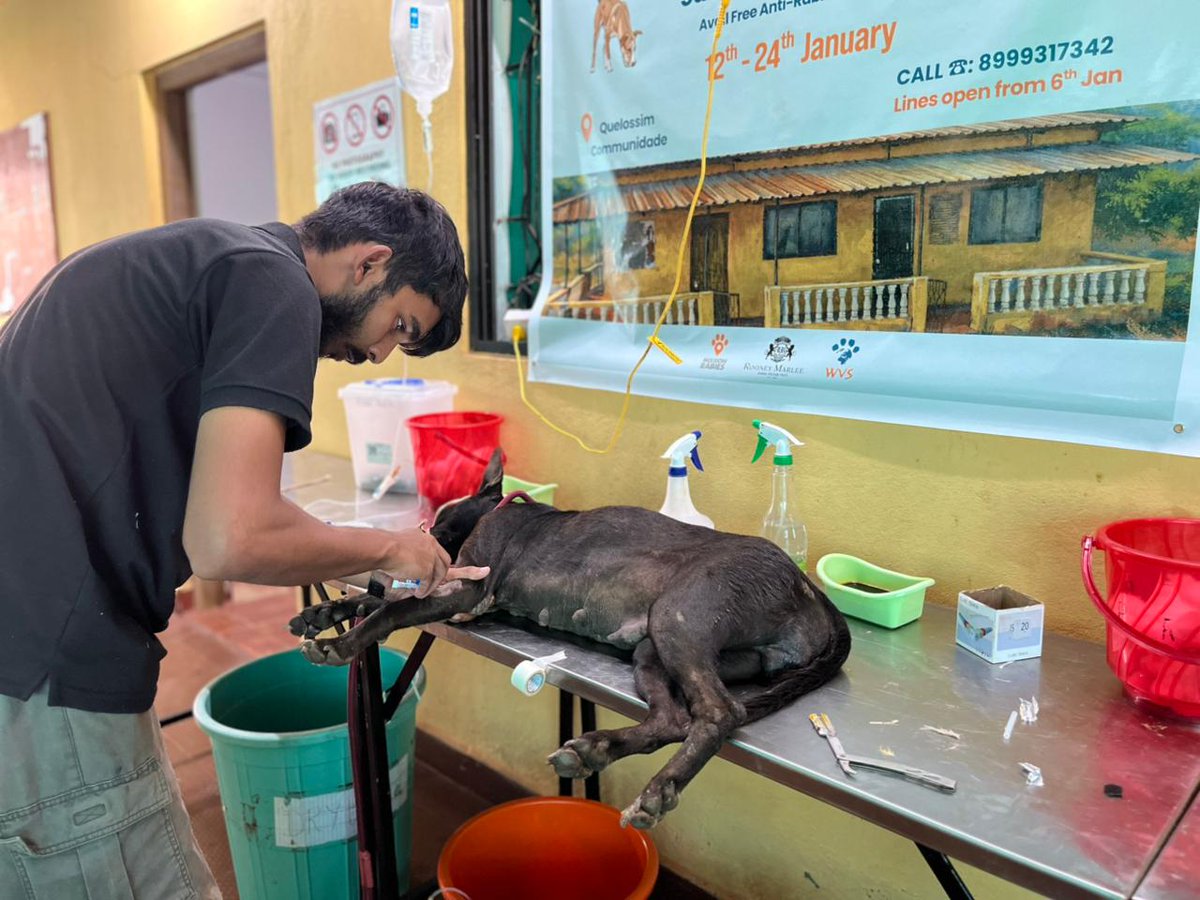 *Free Spay Neuter Camp in Quelossim village, Verna, South Goa.
12th to 24th January* 
A free dog spay/neuter camp is currently being conducted by WVS <a href="/WVScharity/">Worldwide Veterinary Service (WVS)</a> in Quelossim village, in collaboration with Rooney Marlee Animal Welfare Trust, as part of ongoing efforts to humanely