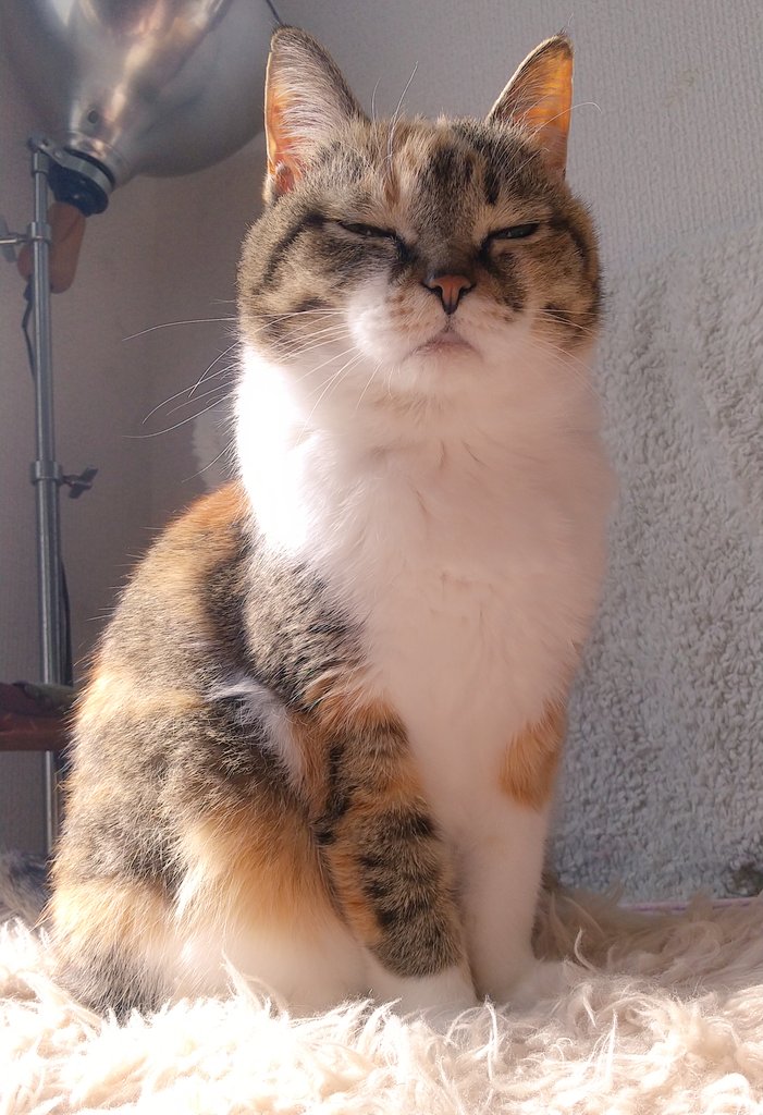 EMI 𖡼.𖤣𖥧 ⠜*´꒳`ฅ𖡼.𖤣𖥧 ⠜ (@overampedcat) / Posts / X