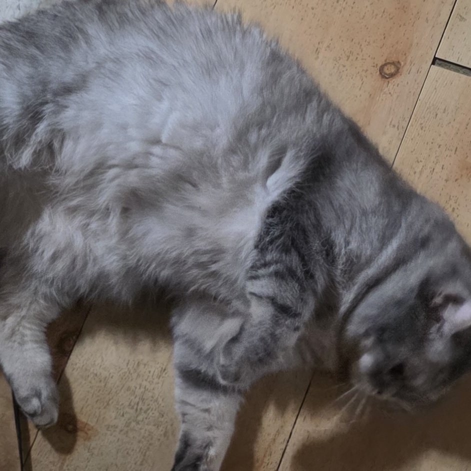 집에 오니 좋은갑다