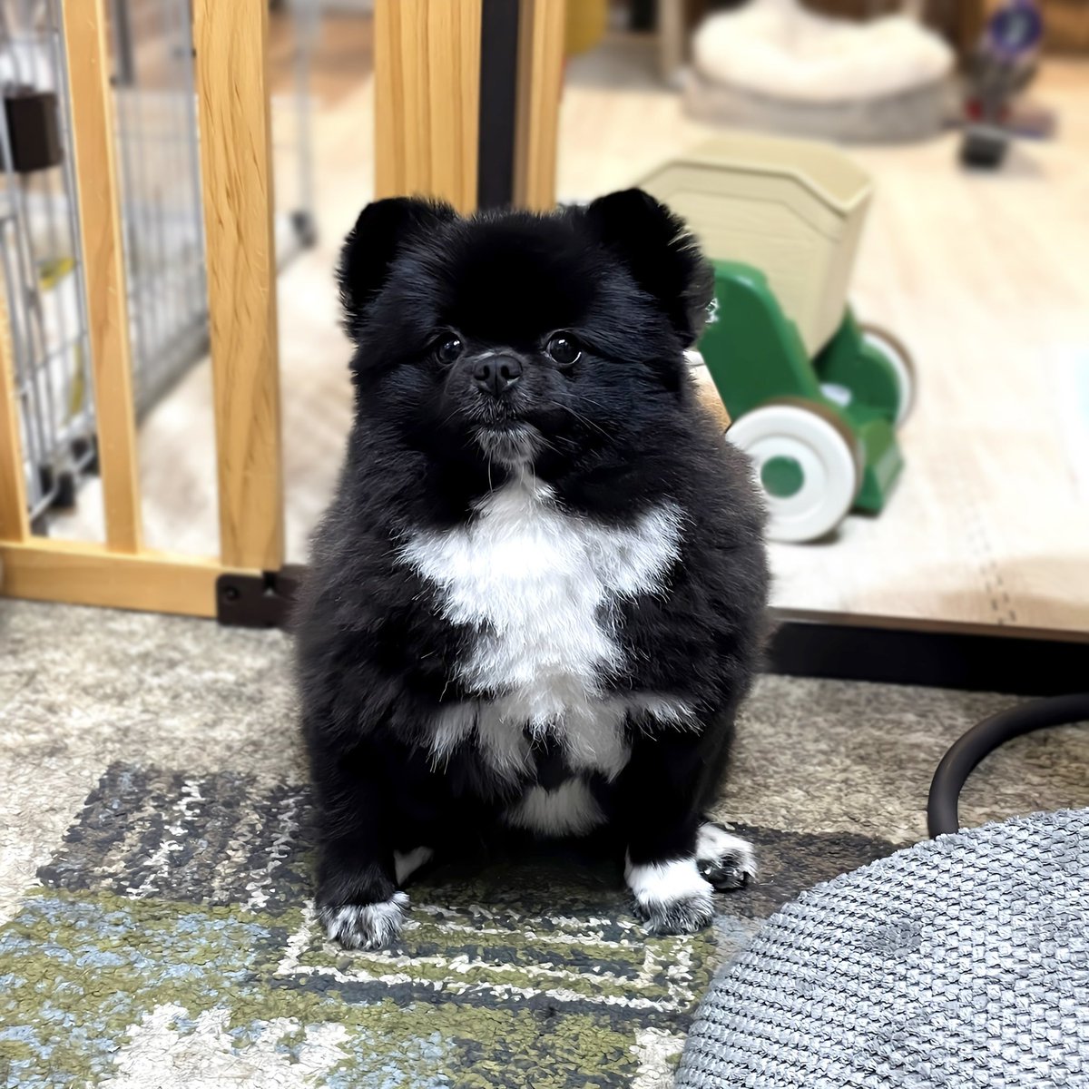 kutsu_shigatanu's tweet image. 韓国の方に引用で、破れたキンパと言われてます。