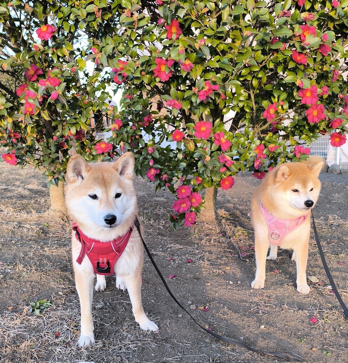 夕散歩 晴れ☀️ 風も無くいっぱい歩いて来ました😊 土手の椿😆 ちび子