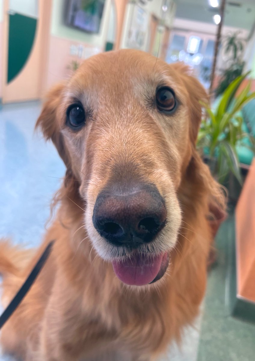 ドキドキガクガクブルブル🫨
緊張してお耳後ろに倒れちゃったけど
ぼく病院(年1の健康診断)がんばったよ！！