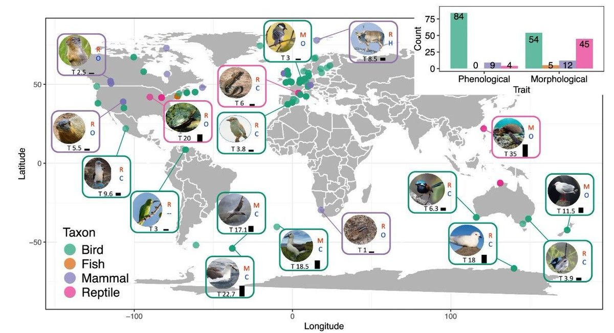 Steffen Oppel tweet media