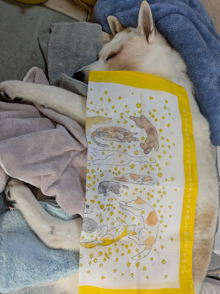 タンカチ、よろしくお願いします。
ssdonline.books-sanseido.co.jp/view/category/…

うちの犬は、16歳10ヶ月になりました。