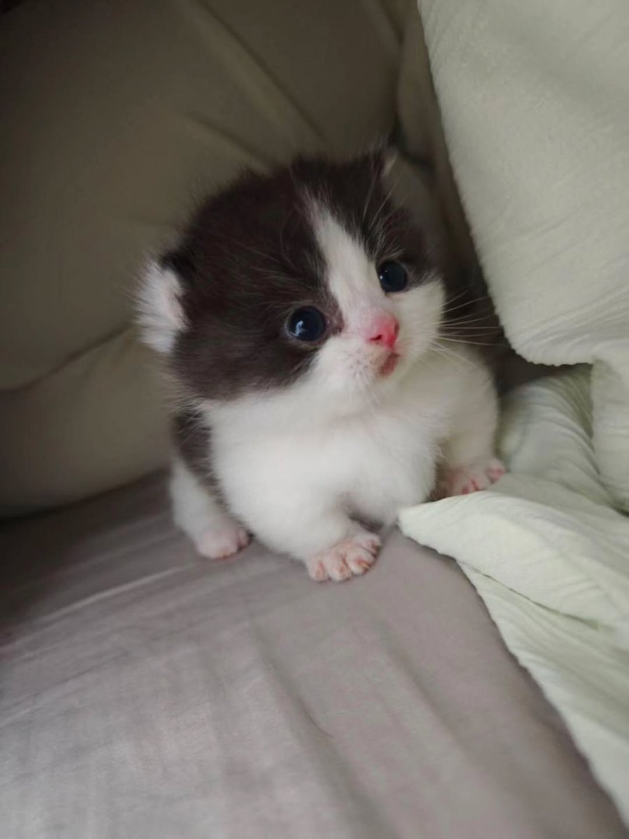 Catsillyness's tweet photo. https://t.co/rbjMXmrpxT