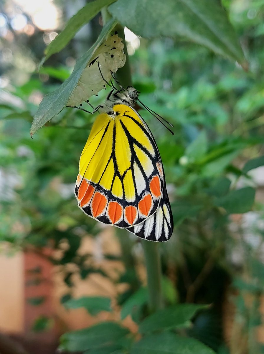 simply_am_'s tweet image. Absolutely love them. Apart from birds, I click Butterflies 🦋 

Common Jezebel in the pic, freshly out of the pupa.
