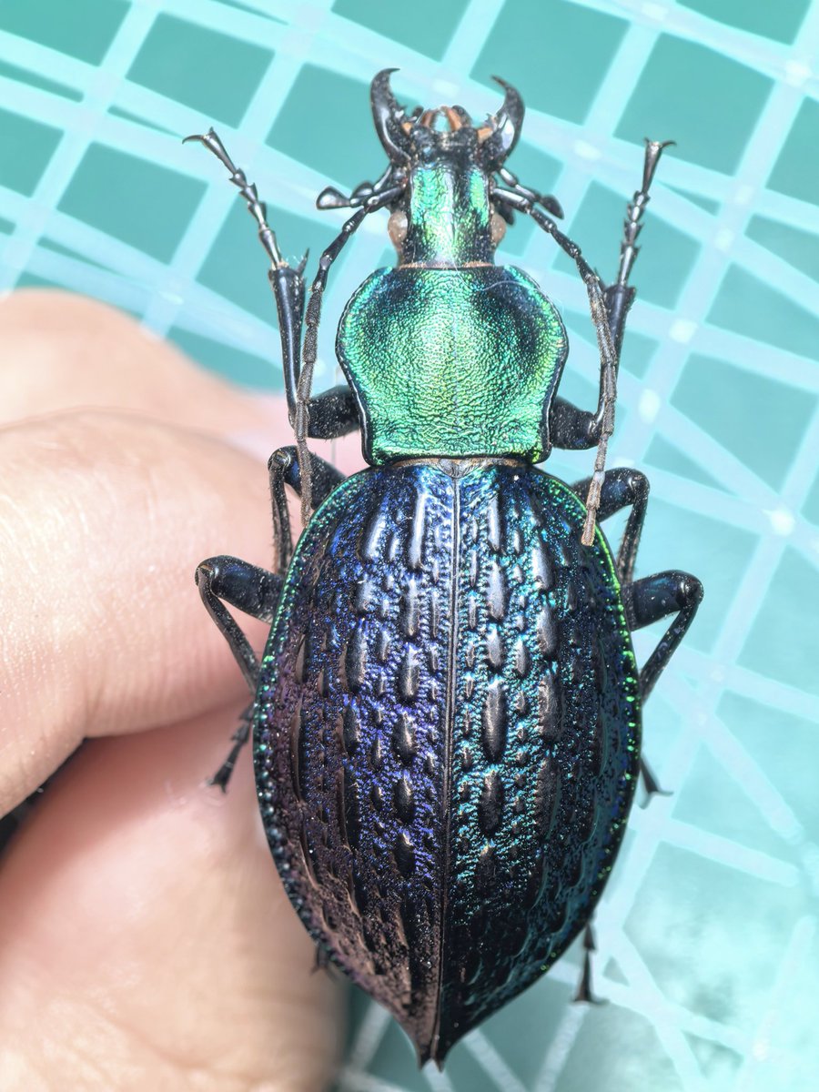 阿鸡Aji tweet media