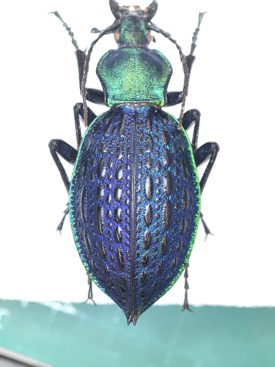 阿鸡Aji tweet media