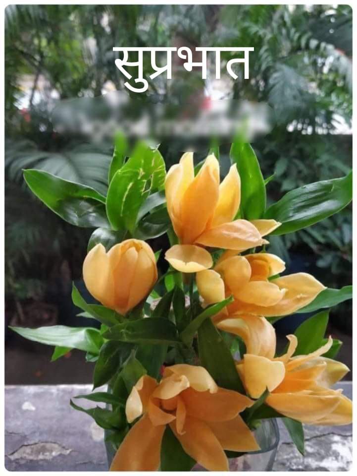 M.V.S.Rao(Dinesh) tweet media