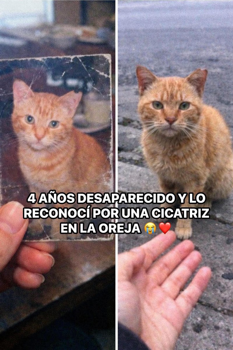 Todavía me tiemblan las manos escribiendo esto 

Nacho desapareció hace 4 años cuando se metieron a robar a mi casa. Dejaron la puerta abierta y él salió corriendo. Lo busqué por años, puse carteles hasta en otros estados, nunca dejé de buscarlo aunque todos me decían que lo