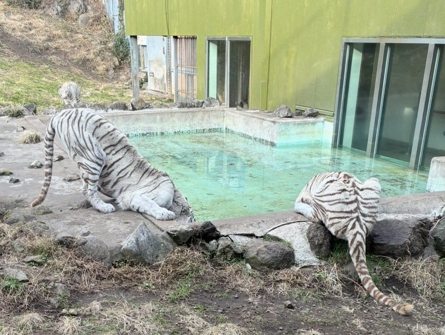 仲良く給水🐯🐯 出遅れの子が𐤔𐤔 2026.1.20 #伊豆アニマルキングダム