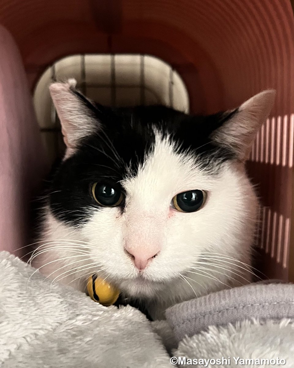 先日、外に出たかったのか、外部にいき 行方不明になりました。 周りの