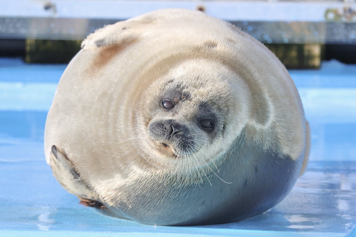 nas_oak's tweet image. まるまるましろ

2026.01 #とっかりセンター
#ましろ