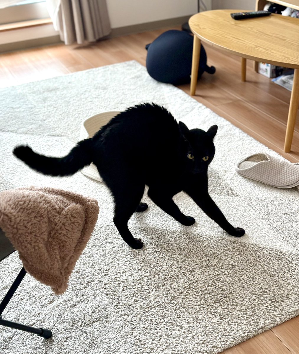 こぐま tweet media