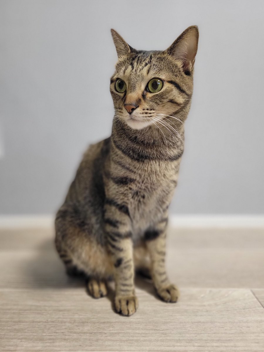 しぴこめᓚᘏᗢ (@chipie0826) / Posts / X