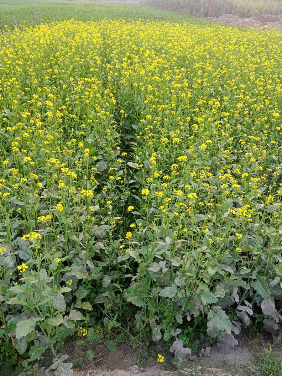 गांव की सुंदरता और सरसों के खेत सुकून भरे पल। 
Good morning X creators 🌄