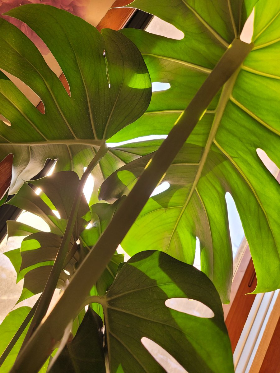 proth97's tweet image. ㅁㅅㅌㄹ
🌱☘️🍀🌿
시골 산 밑에 살때...
초록색이 좋아 맑아지는 느낌