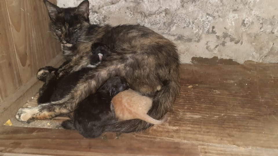 TRANSITO URGENTE!!!!!
Esta  gatita tuvo sus bebés en la calle, en LUGANO.
Nadie la ayuda, esta a su suerte.
Necesita un lugar para criar a sus hijitos en donde esté protegida atendida, ella y sus  hijitos
Hay traslado.
WP al 1170166003
#TransitoParaGataMadre