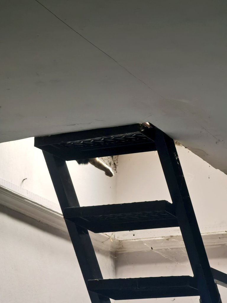 zero_absolutee's tweet image. Posisi lagi sendirian di rumah, aku melihat penampakan 😰