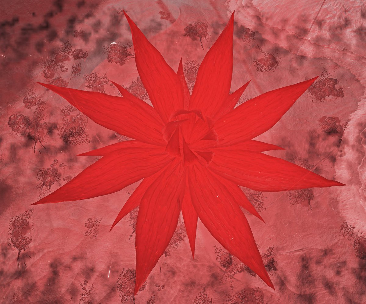 i really love the quote "are not flowers the stars of earth, and are not stars the flowers of heaven?" by clara lucas balfour because of the link between flowers &amp; stars. earthly beauty &amp; celestial beauty.. i can't stop thinking about how the blood star is a blooming flower.