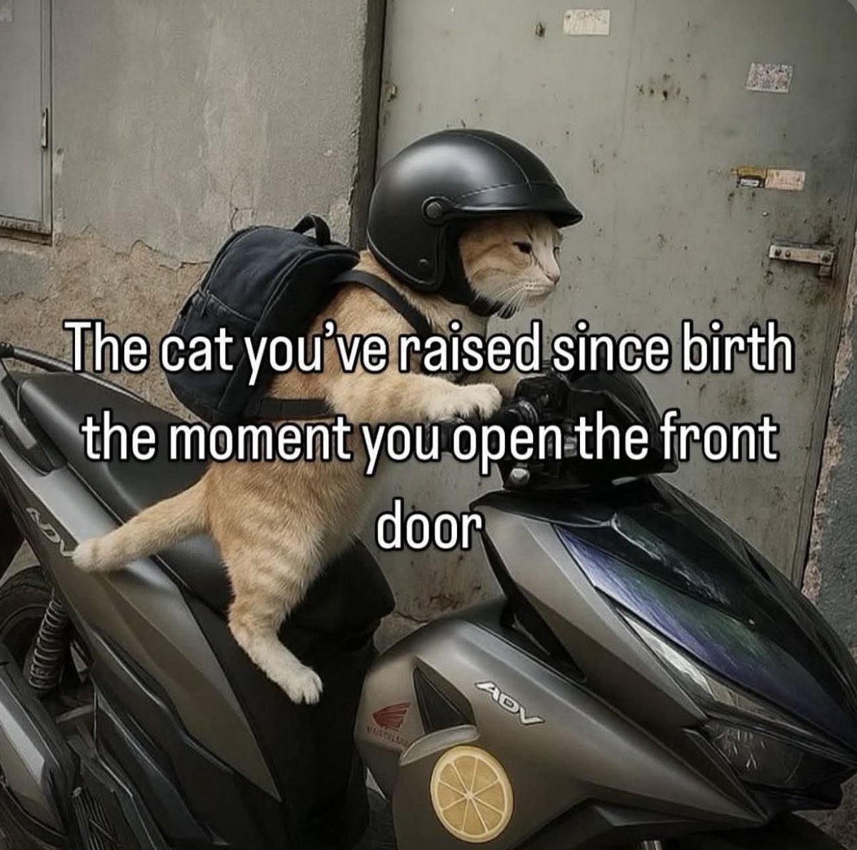 Snotz Casebere (@snotzthecat) on Twitter photo 