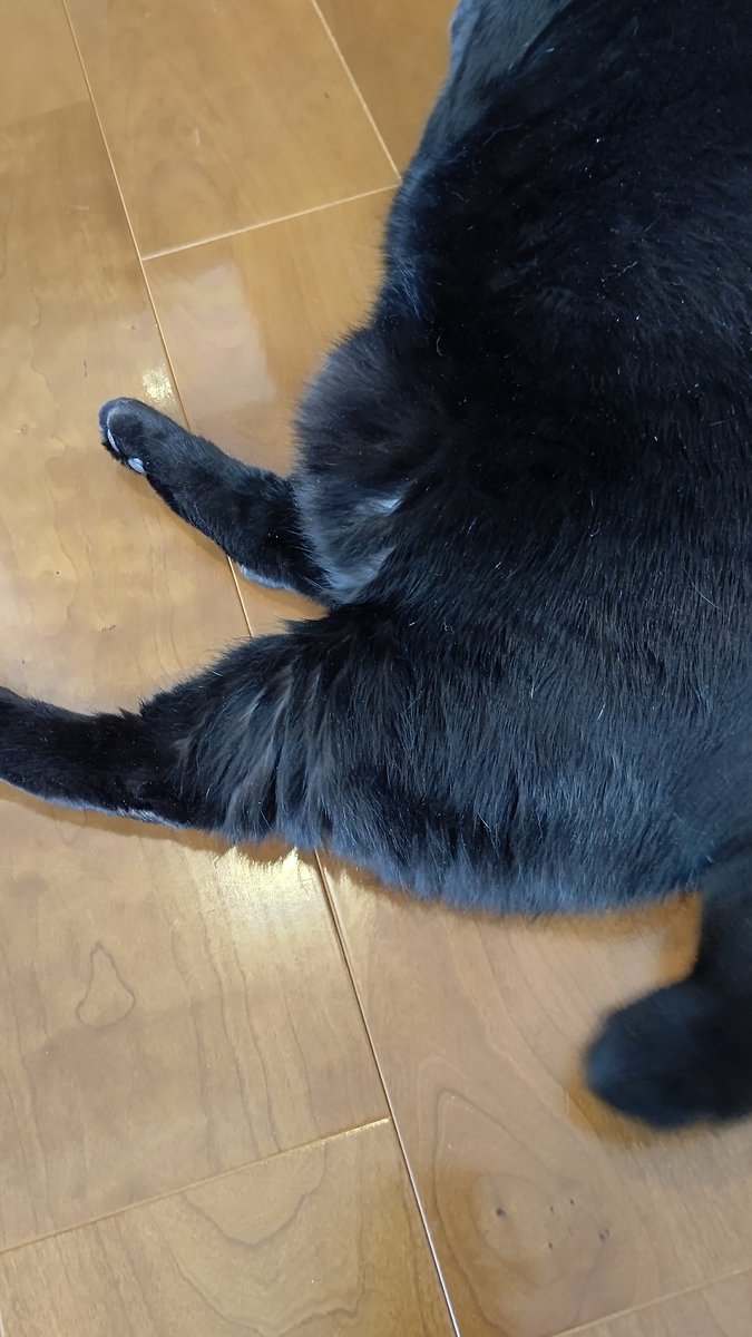 ムクムクムクムクポコ
今日は豊かなお腹のアップでございます🤭

#クロ10キロ
#愛猫