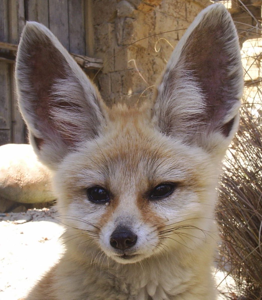 Indie5051's tweet image. Un zoológico te permite ponerle el nombre de tu ex a una cucaracha o una rata y dársela de comer a un animal.

El Zoológico de San Antonio lleva a cabo una campaña para ayudar a las personas a superar las rupturas amorosas mientras recauda fondos para el cuidado de los animales.