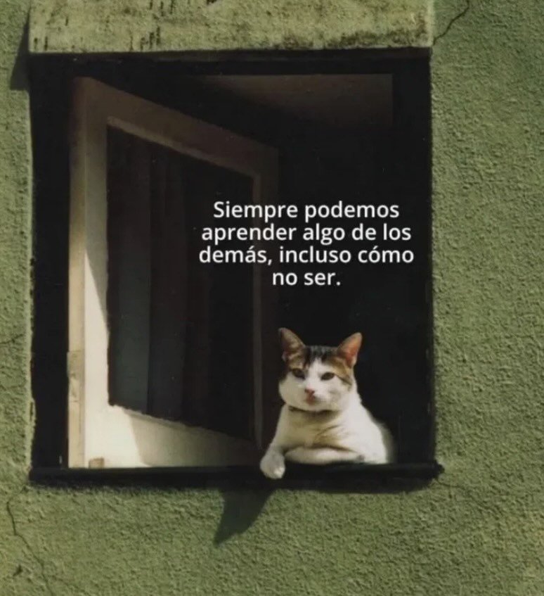 RincnCuriosoo's tweet image. 